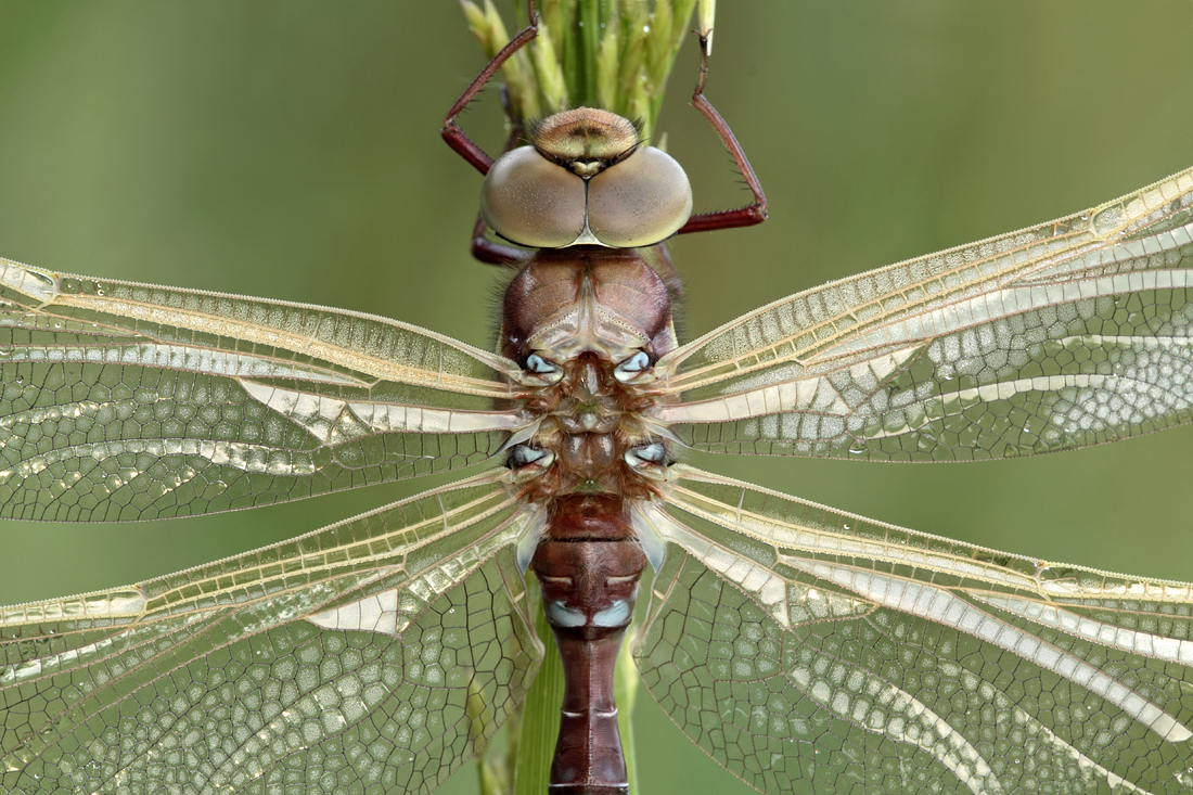 Brown Hawker 4